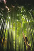 Milena D. Japanese Temples & Bamboo Forest